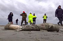 Rusya kıyı şeridinde 2.500 Hazar foku ölü bulundu