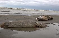 جثث لحيوانات الفقمة النافقة على شاطئ بحر قزوين في داغستان. 2022/12/04