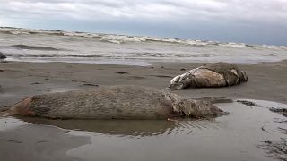 جثث لحيوانات الفقمة النافقة على شاطئ بحر قزوين في داغستان. 2022/12/04