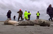 Journalists and Interdistrict Environmental Prosecutor's Office employees walk near the bodies of dead seals on shore of the Caspian Sea, Dagestan.