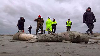 Journalists and Interdistrict Environmental Prosecutor's Office employees walk near the bodies of dead seals on shore of the Caspian Sea, Dagestan. 