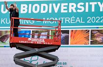 Workers set up the Montreal Convention Centre in preparation for the COP15 UN conference on biodiversity in Montreal.