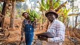 Agricultura inteligente que usa dispositivos digitales para supervisar cultivos en Sudáfrica