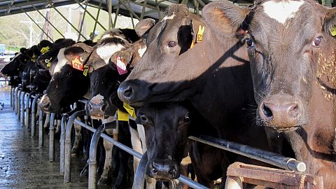 In this Sept. 24, 2012 photo, dairy cattle are milked on a farm near Reporoa, south of Auckland, New Zealand. 