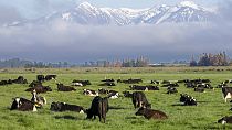 Milchkühe in einer Farm in Oxford, Neuseeland, im Oktober 2022