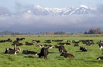 Milchkühe in einer Farm in Oxford, Neuseeland, im Oktober 2022