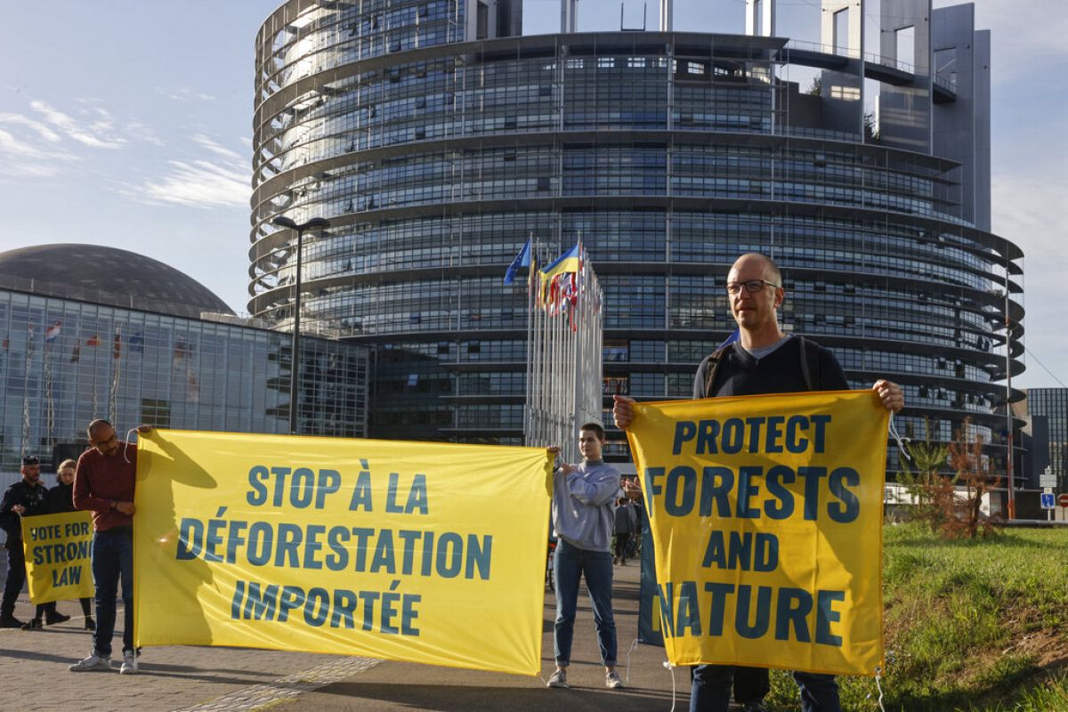 The EU Deforestation Law Should Not Be Yet Another False Dawn | Euronews