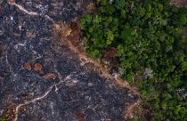 La vue aérienne d'une zone brûlée de la forêt amazonienne prise à Prainha, dans l'État du Para, au Brésil, le 23 novembre 2019.