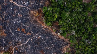 Parte del Amazonas quemado en la zona de Prainga en Brasil.