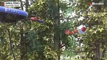 Flying robots picking fake fruits are a product designed by an Israeli start-up