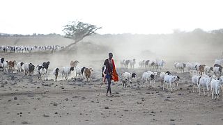 Мужчина из племени Масаи ведет скот на пастбище в Илангеруани, недалеко от озера Магади в Кении. 9 ноября 2022.