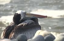 Perú cierra las playas por la gripe aviar