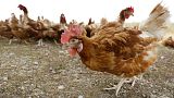 steigende Vogelgrippezahlen in Europa