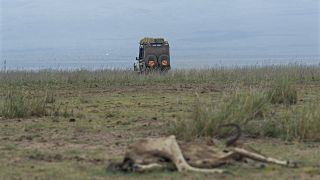 Kenya : la sécheresse décime la faune du parc national d'Amboseli
