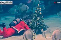 غواص يرتدي زي سانت كلوس يعد زينة عيد الميلاد في  حوض Tropicarium Shark في بودابست، المجر.