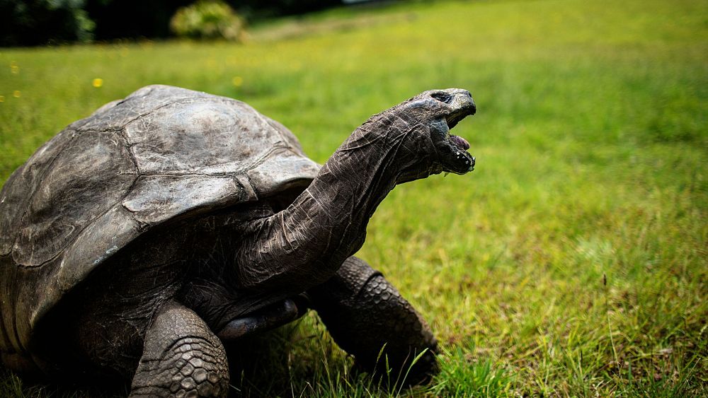 Jonathan the Tortoise: World’s oldest living land animal celebrates 191st birthday  thumbnail