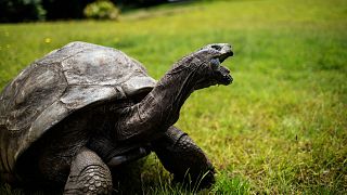 n this file photo taken on October 20, 2017, Jonathan, a Seychelles giant tortoise, believed to be the oldest reptile living on earth, crawls around.