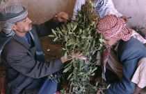 رجلان يشتران نبات القات، المنشط المشهور في اليمن.