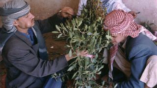 رجلان يشتران نبات القات، المنشط المشهور في اليمن.