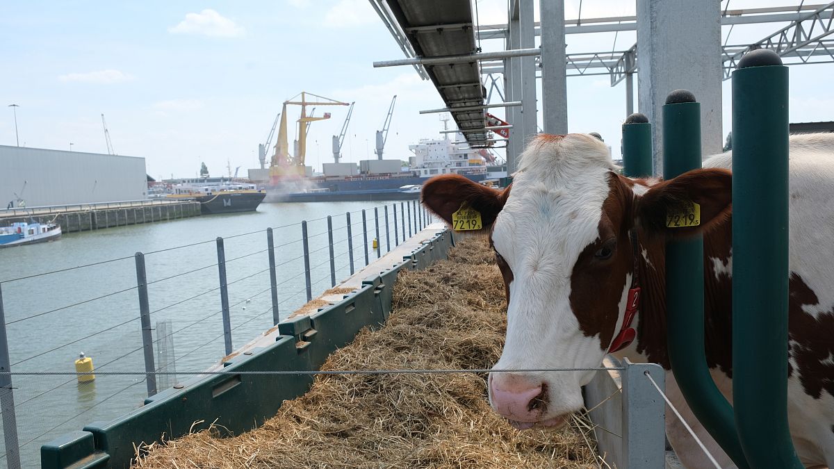 Rotterdam floating farm is meant as a sustainable alternative to cities' typically long food supply chains.