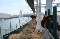 Rotterdam floating farm is meant as a sustainable alternative to cities' typically long food supply chains.