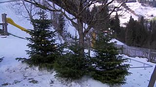 Árboles navideños cultivados en Grossarl, Austria