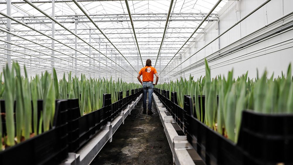 The Dutch tulip farmer swapping gas for heat from Bitcoin mining