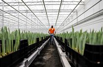 Bert de Groot, a Bitcoin business owner, walks through a large tulip greenhouse in Rotterdam