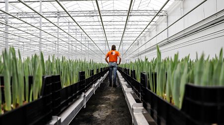 Bert de Groot, a Bitcoin business owner, walks through a large tulip greenhouse in Rotterdam