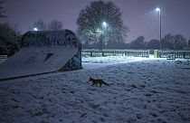 Un renard dans un parc du sud de Londres sous la neige, le 11 décembre 2022