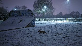 Uma raposa a caminhar na neve num parque do sul de Londres
