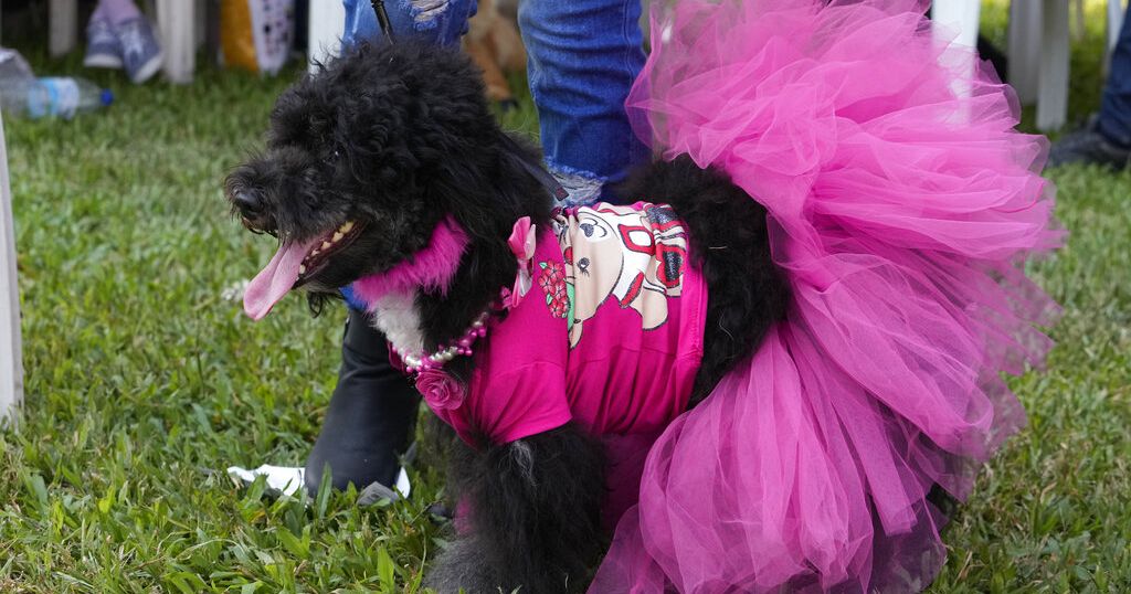 can a lhasa apso live in nigeria