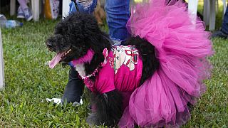 Nigerian dog owners gather for 4th Lagos Dog Carnival