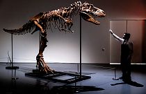 A Gorgosaurus dinosaur skeleton.