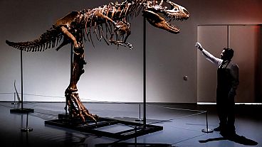 A Gorgosaurus dinosaur skeleton.