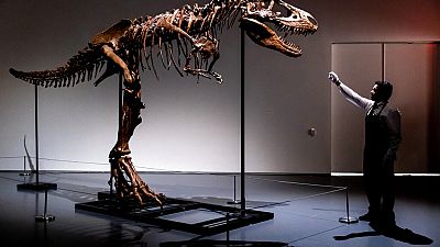 تنظيف الهياكل العظمية للديناصورات