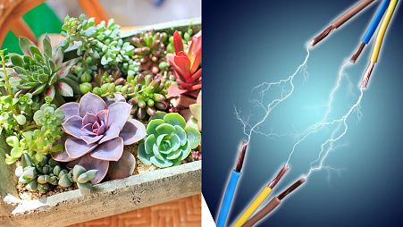 Researchers have managed to 'pull' electricity from a succulent plant.