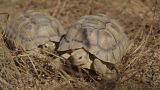 Os répteis da espécie "Centrochelys sulcata" já chegaram a Sangalkam, no Senegal