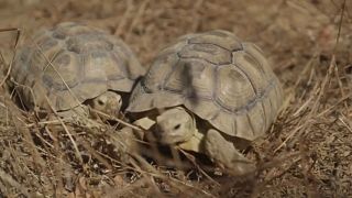 Spornschildkröten auf dem Weg in den Senegal