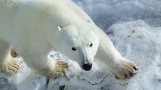 The bear-dar is helping to detect polar bears that come close to communities in the Arctic. 
