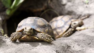 Endangered Sahel tortoises sent to Senegal in bid to save them 