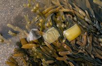 Notpla is making a plastic alternative from seaweed and plants.