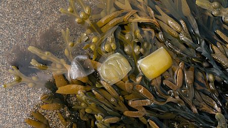 Notpla is making a plastic alternative from seaweed and plants.