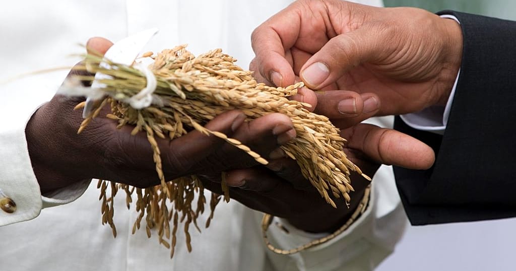 Senegal struggles to break dependence on imported rice - Vimarsana News