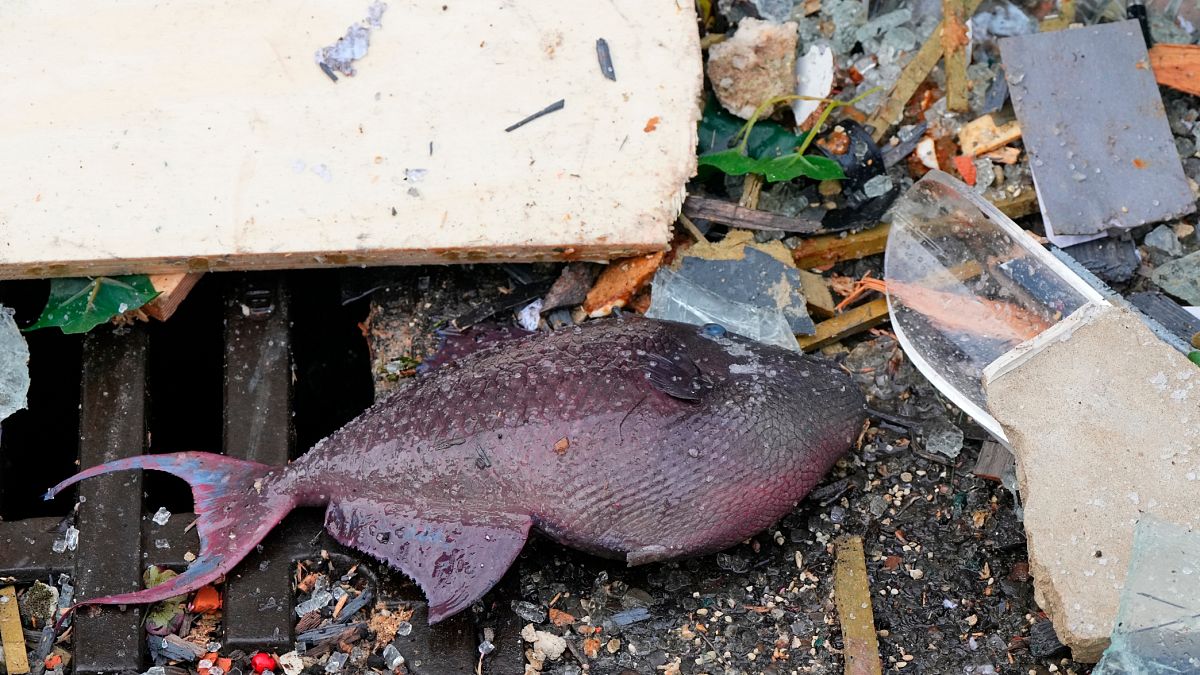 В результате обрушения аквариума погибли 1500 рыб.