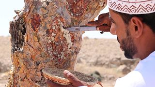 Local guide Hussain Balhaf collecting frankincense resin in Wadi Dawkah.