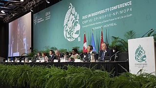 COP15: Nations reach 'historic' deal to protect nature at Montreal summit