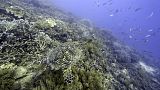 Dünyanın en mercan kayalıkları olan Avustralya'daki Büyük Set Resifi iklim değişikliğinden en olumsuz etkilenen alanlardan biri