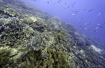 Dünyanın en mercan kayalıkları olan Avustralya'daki Büyük Set Resifi iklim değişikliğinden en olumsuz etkilenen alanlardan biri