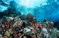 The Great Barrier Reef may one day be 'rewilded' using pioneering cryogenics techniques